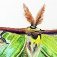 Drawing a Real Live Fairy: The Luna Moth